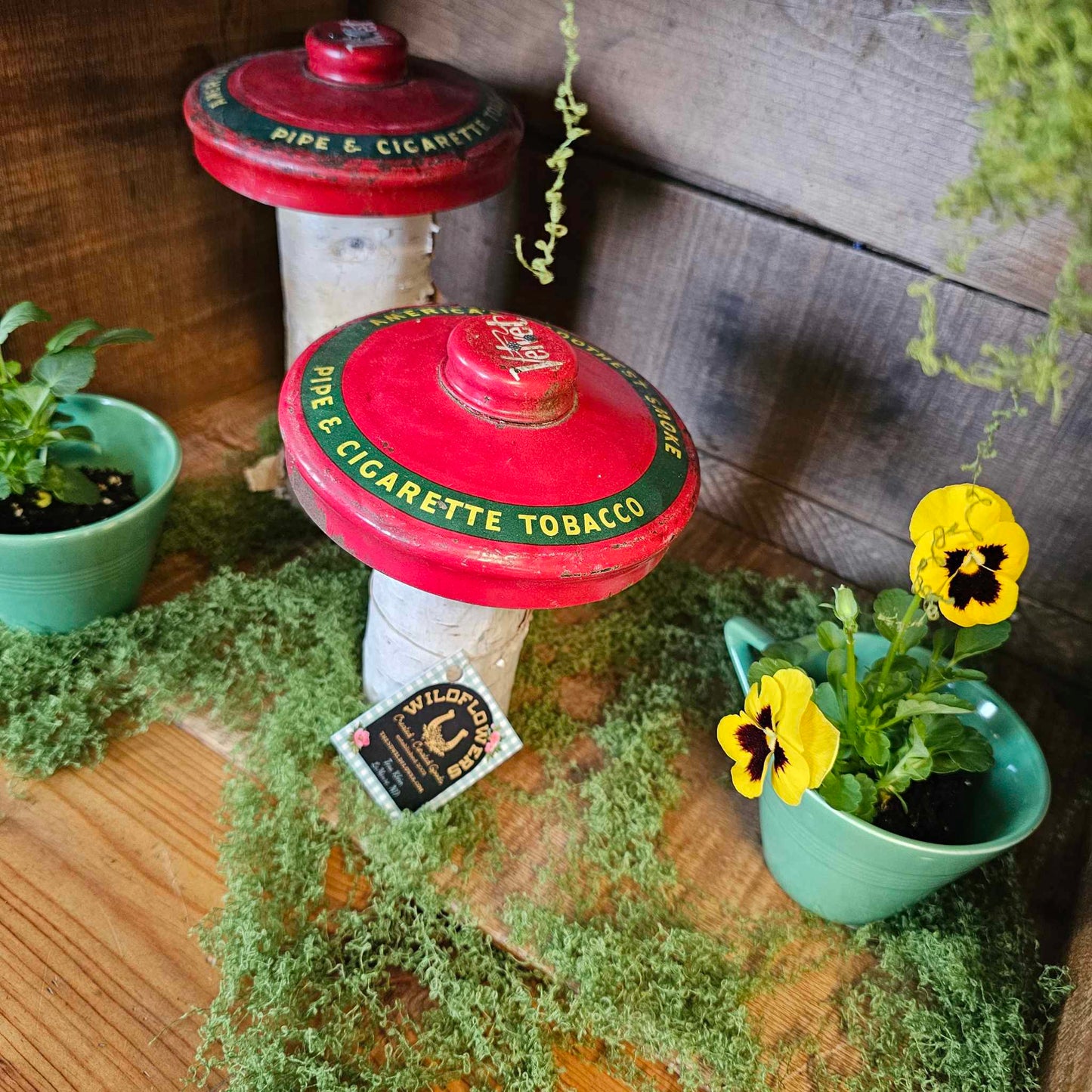 Tobacco Tin & Wood Mushrooms